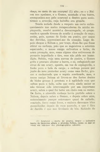 — 134 —
chaço, no meio de um acuryzal (1) alto; eu e o Nel-
son nos apeámos, e o Gomes, montado n'um burro,
acompanhou-nos pelo acuryzal a dentro para assis-
tirmos a acuarjão, cujo barulho era grande.
Tendo notado desde a véspera um certo enfra-
quecimento nas molas recuperadoras da minha es-
pingarda, resolvi mantel-a descarregada, só prepa-
rando-a quando tivesse de acudir á acuação de onça;
assim, pois, apenas de facão em punho, por causa
das duvidas, approximei-me da acuação. Logo de-
pois chegou o Nelson e, por troça, disse-lhe que fosse
atirar no cachaço, pois que os zagaieiros o estavam
esperando; o nosso amigo enfrentou o bicho, de
arma prompta, mas, como alguns cães estivessem de
permeio impedindo o tiro, esse não pôde ser imme-
diato. Súbito, vejo uma nuvem de poeira, o Gomes
grita e procura afastar o burro, e eu, refugiando-me
atraz de um acury, aponto, em vez de espingarda, o
facão para o lado da carga; o cachaço passou por
junto do meu protector acury como uma flecha, gra-
ças a cachorrada que o seguia acochando, mas, o
nosso amigo Nelson só livrou-se dos fortes dentes
do bicho graças á presteza e á agilidade com que
saltou para o lado, salto que seria ainda maior se
não tivesse sido interrompido por um importuno
acury, sobre o qual foi bater em cheio com as costas.
De facto, o atrevido cachaço havia partido sobre o
Nelson, depois sobre o Gomes, e depois sobre mim,
naturalmente porque estávamos quasi de enfiada;
eomtudo, fosse como fosse, e embora déssemos boas
gargalhadas depois do caso passado, o que é fora
de duvida é que nos livrámos de boa. Sahindo do
(1) Acur>zal — matta de acurys. Acury — palmeira
basta, de pequena altura e grandes folhas, como as que se
vêem em algumas das photographias adeante.
 
