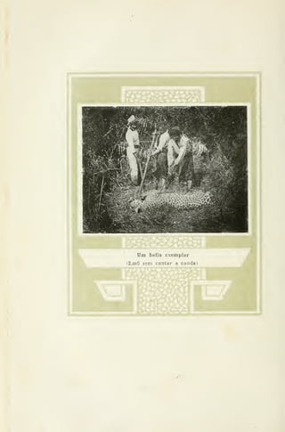 Um bello exemplar
i2.m0 sem contar a cauda)
 