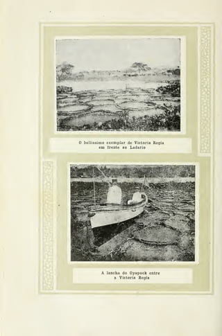 o bellissimo exemplar de Victoria Regia
em frente ao Ladario
1
A lancha do Oyapock entre
a Victoria Regia
 