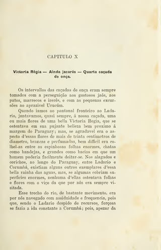 CAPITULO X
Víctoria Régia — Ainda jacarés — Quarta caçada
de onça.
Os intervallos das caçadas de onça eram sempre
tomados com a perseguição aos gostosos jaós, aos
patos, marrecos e irerês, e com as pequenas excur-
sões ao aprazivel Urucúm.
Quando íamos ao pantanal fronteiro ao Lada-
rio, juntávamos, quasi sempre, á nossa caçada, uma
ou mais flores de uma bella Victoria Regia, que se
ostentava em sua pujante belleza bem próximo á
margem do Paraguay; mas, se agradável era o as-
pecto d 'essas flores de mais de trinta centímetros de
diâmetro, brancas e perfumadas, bem difficil era co-
Ihel-as entre as espinhosas folhas enormes, chatas
como bandejas, e grandes como bacias em que um
homem poderia facilmente deitar-se. Nos alagados e
corichos, ao longo do Paraguay, entre Ladario e
Corumbá, existiam alguns outros exemplares d 'essa
bella rainha das aguas, mas, se algumas cobriam su-
perfícies enormes, nenhuma d'ellas ostentava folhas
e flores com o viço da que por nós era sempre vi-
sitada.
Esse trecho do rio, de bastante movimento, era
por nós navegado com assiduidade e frequência, pois
que, sendo o Ladario despido de recursos, forçosa
se fazia a ida constante a Corumbá; pois, apezar da
 