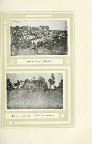 Gado no curral — Riozinho
Pequeno carandazal — Fazenda das Palmeiras
t
 