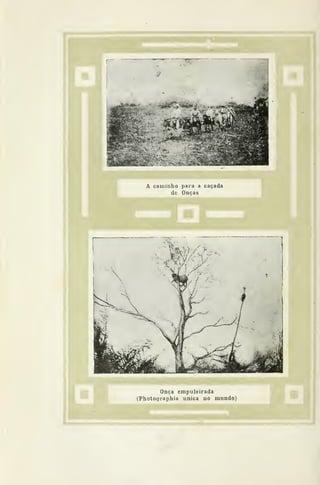 A caminho para a caçada
de Onças
Onça empuleirada
(Photographia única no mundo)
 