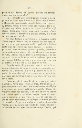 — 159 —
pôde tá ahi djimto da 'gente, deitado na macéga,
e nós nun entxergu'elle".
Não obstante isso, continuámos sempre a acom-
panhar os cães, que foram auxiliados por Faustino
e Bernardo, incansáveis quanto hábeis em rastejar,
e, graças, ainda, a esses dous experimentados e de-
dicados zagaieiros, depois de muito trabalho e já
algum desanimo, vimos uma onça trepada n'uma
arvore secca, á desusada e grande altura, e á beira
de um pequeno capão.
Os cães tinham atravessado e já haáam sabido
d'esse capão, dando três ou quatro latidos sem im-
portância e que, quando muito, poderiam indicar
rasto que não fosse dos mais frescos; e, assim, foi
para nós uma surpresa grande quando, olhando o
que apontava um dos zagaieiros, vimos a onça empo-
leirada, fazendo um zagaieiro a consideração de que
deveria tratar-se de onça muito medrosa, pois que,
aos poucos latidos dos cães, que nem a perceberam,
já estava ella no páu á tão grande altura.
Rapidamente, dirigimo-nos para a beira do ca-
pão, apeámo-nos e, como tivéssemos combinado per-
tencer ao Junqueira o tiro á primeira onça da ca-
çada, formou elle entre os zagaieiros, e logo todos
partiram em direcção á arvore em que estava a cobi-
çada presa.
Como eu não tivesse de atirar e, porque, princi-
palmente, dsse uma occasião rara, talvez única, de
photographar uma onça em semelhantes condições,
atrazei-me um pouco retirando a minha Gõerz, que
viajava presa aos arreios, e, quando entrei no capão,
um pouco após o primeiro grupo, procurei tomar
ontro caminho, a uns vinte metros do que era se-
guido pelos zasraieiros, na intenção de tomar posição
favorável e bôa para a minha original photographia.
Tinha, porém, pouco penetrado no capão, quando o
Mário de Barros, com muito acerto e prudência, gri-
 