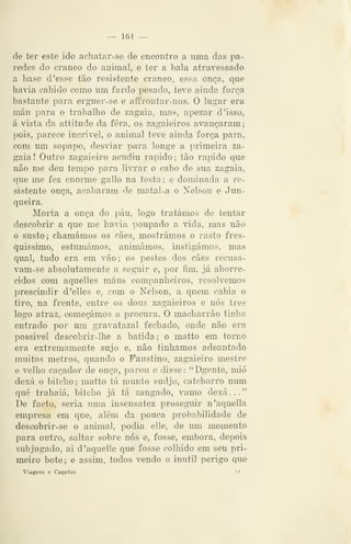 — 161 —
de ter este ido achatar- se de encontro a uma das pa-
redes do craneo do animal, e ter a bala atravessado
a base doesse tão resistente craneo, essa. onça, que
haváa cabido como um fardo pesado, teve ainda força
bastante para erguer-se e aifrontar-nos. O lugar era
máu para o trabalho de zagaia, mas, apezar d 'isso,
á vista da attitude da fera, os zagaieiros avançaram;
pois, parece incrível, o animal teve ainda força para,
com um sopapo, desviar para longe a primeira za-
gaia ! Outro zagaieiro acudiu rápido ; tão rápido que
não me deu tempo para livrar o cabo de sua zagaia,
que me fez enorme gallo na testa; e dominada a re-
sistente onça, acabaram de matal-a o Nelson e Jun-
queira.
Morta a onça do páu, logo tratámos de tentar
descobrir a que me havia poupado a vida, mas não
o susto; chamámos os cães, mostrámos o rasto fres-
quissimo, estumámos, animámos, instigámos, mas
qual, tudo era em vão; os pestes dos cães recusa-
vam-se absolutamente a seguir e, por fim, já aborre-
cidos com aquelles maus companheiros, resolvemos
prescindir d'elles e, com o Nelson, a quem cabia o
tiro, na frente, entre os dous zagaieiros e nós três
logo atraz, começámos a procura. O macharrão tinha
entrado por um gravatazal fechado, onde não era
possivel descobrir-lhe a batida; o matto em torno
era extremamente sujo e, não tinhamos adeantado
muitos metros, quando o Faustino, zagaieiro mestre
e velho caçador de onça, parou e disse: "Dgente, mió
dexá o bitcho; matto tá munto sudjo, catchorro num
qué trabaiá, bitcho já tá zangado, vamo dexá..."
De facto, seria uma insensatez proseguir n'aquella
empresa em que, além da pouca probabilidade de
descobrir- se o animal, podia elle, de um momento
para outro, saltar sobre nós e, fosse, embora, depois
subjugado, ai d'aquelle que fosse colhido em seu pri-
meiro bote; e assim, todos vendo o inútil perigo que
Viagens e Caçadas 1
 