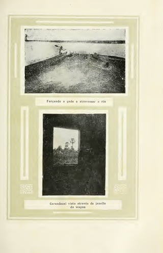 Forçando o gado a atx'avessar o rio
Carandazal visto através da janella
do v?agon
 