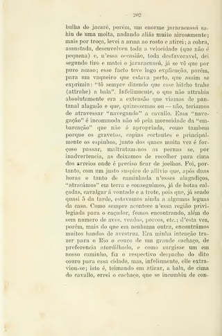 — 202 —
bulha do jacaré, porém, uni enoime jararacussú sa-
hiu de uma moita, nadando aliás muito airosamente
mais por troca, levei a arma ao rosto e atirei ; a cobra,
assustada, desenvolveu toda a velocidade (que não é
pequena) e, n'essa occasião, toda desfavorável, dei
segundo tiro e matei o jararacussú, já se vê que por
puro acaso; esse facto teve logo explicação, porém,
para um vaqueiro que estava perto, que assim se
exprimiu: "tô sempre dizendo que esse bitcho trahe
(attralie) a bala". Infelizmente, o que não attrabia
absolutamente era a extensão que viamos de pan-
tanal alagado e que, quizessemos ou — não, teríamos
de atravessar "navegando" a cavallo. Essa "nave-
gação" é incommoda não só pela morosidade da "em-
barcação" que não é apropriada, como também
porque os gravetos, cíipins cortantes e principal-
mente os espinhos, junto dos quaes muita vez é for-
çoso passar, maltratam-nos as pernas se, por
inadvertência, as deixamos de recolher para cim.a
dos arreios onde é preciso ficar de joelhos. Foi, por-
tanto, com um justo suspiro de allivio que, após duas
horas e tanto de caminhada n 'esses alagadiços,
"atracámos" em terra e conseguimos, já de botas cal-
çadas, cavalgar á vontade e a trote, pois que, já sendo
quasi 5 da tarde, estávamos ainda a algumas léguas
da casa. Como sempre acontece n'essa região privi-
legiada para o caçador, fomos encontrando, além do
sem numero de aves, veados, porcos, etc. ; d'esta vez,
porém, mais do que em nenhuma outra, encontrámos
muitos bandos de avestruz. Era minha intenção tra-
zer para o Rio o couro de um grande cachaço, de
preferencia atordilhado, e como surgisse um em
nosso caminho, fiz o respectivo despacho do dito
couro para essa cidade, mas, infelizmente, elle extra-
viou-se; isto é, teimando em atirar, a bala, de cima
do cavallo, errei o cachaço, que se incumbiu de con-
 