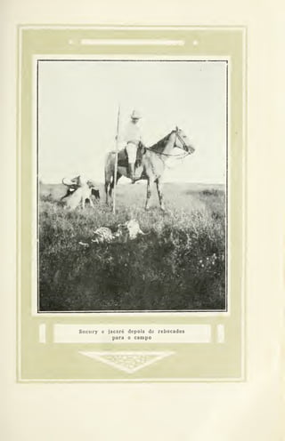 >^w^..
Sucury e jacaré depois de rebocados
para o campo
 