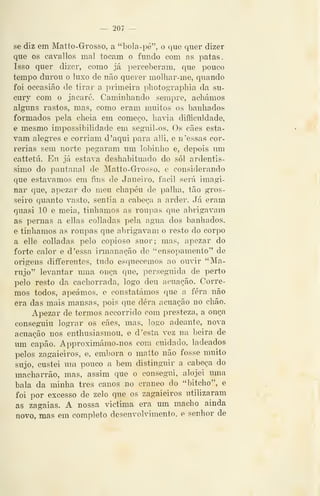 — 207 —
se diz em Matto-G-rosso, a "bola-pé", o que quer dizer
que os cavallos mal tocam o fundo com as patas.
Isso quer dizer, como já perceberam, que pouco
tempo durou o luxo de não querer molhar-me, quando
foi occasião de tirar a primeira pliotographia da su-
cury com o jacaré. Caminhando sempre, achámos
alguns rastos, mas, como eram muitos os banhados
formados pela cheia em começo, haia difficuldade,
e mesmo impossibilidade em seguil-os. Os cães esta-
vam alegres e corriam d 'aqui para alli, e n 'essas cor-
rerias sem norte pegaram um lobinho e, depois um
cattetú. Eu já estava deshabituado do sói ardentis-
simo do pantanal de Matto-Grosso, e considerando
que estávamos em fins de Janeiro, fácil será imagi-
nar que, apezar do meu chapéu de palha, tão gros-
seiro quanto vasto, sentia a cabeça a arder. Já eram
quasi 10 e meia, tínhamos as roupas que abrigavam
as pernas a ellas colladas pela agua dos banhados.
e tínhamos as roupas que abrigavam o resto do corpo
a elle colladas pelo copioso suor; mas, apezar do
forte calor e d 'essa irmanação de "ensopamento" de
origens diffcrentes, tudo esquecemos ao ouvir "Ma-
rujo" levantar uma onça que, perseguida de perto
pelo resto da cachorrada, logo deu acuação. Corre-
mos todos, apeámos, e constatámos que a fera não
era das mais mansas, pois que dera acuação nó chão.
Apezar de termos accorrido com presteza, a onça
conseguiu lograr os cães, mas, logo adeante, nova
acuação nos enthusiasmou, e d 'esta vez na beira de
um capão. Approximámo-nos com cuidado, ladeados
pelos zagaieiros, e, embora o matto não fosse muito
sujo, custei um pouco a bem distinguir a cabeça do
macharrão, mas, assim que o consegui, alojei uma
bala da minha três canos no craneo do "bitcho", e
foi por excesso de zelo que os zagaieiros utilizaram
as zagaias. A nossa victima era um macho ainda
novo, mas em completo desenvolvimento, e senhor de
 