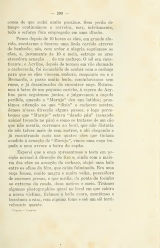 — 209 —
cousa de que andei muito próximo. Sem perda de
tempo continuámos a carreira, mas, infelizmente,
todo o esforço fora empregado em uma illusão.
Pouco depois de 10 horas os cães, em grande ala-
rido, encetaram e fizeraju uma linda corrida atravez
do banhado; nós, com ardor e alegria seguiamos os
cães, e, justamente ás 10 e meia, estruge os ares
atroadora acuação. . . de um cachaço. O sói era caus-
ticante ; o Acylino, depois de termos em vão chamado
a cachorrada, foi incumbido de acabar com o cachaço
para que os cães viessem embora, emquanto eu e o
Bernardo, a passo muito lento, caminhávamos sem
rumo, e já desanimados de encontrar onça. Estáva-
mos á beira de um pequeno coricho, á espera do Acy-
lino para seguirmos juntos, e julgávamos a caçada
perdida, quando o "Marujo" deu uns latidos; pres-
támos attenção ao que "dizia" o cachorro mestre,
demos n'essa direcção alguns passos, e logo perce-
bemos que "Marujo" estava "dando páu" (acuando
animal trepado no páu) e como se tratasse de um cão
que não mentia, corremos ao local, que não distaria
de nós talvez mais de cem metros, e ahi chegando e
já encontrando mais uns quatro cães que tinham
acudido á acuação de "Marujo", vimos uma onça tre-
pada a uma arvore a beira do capão.
Esperei que a onça apresentasse a testa em po-
sição normal á direcção do tiro e, ainda com a maio-
ria dos cães na acuação do cachaço, alojei uma bala
entre os olhos da fera, que cahiu fulminada. Era uma
onça fêmea, muito magra e muito velha, possuidora
de enormes presas, e que media, da ponta do focinho
ao extremo da cauda, dous metros e meio. Tirámos
algumas photographias quasi no local em que cahira
a nossa victima, tirámos o bello couro, montámos e
buscámos a casa, com alguma fome e sob um sói terri-
velmente quente.
Viagens e Caça<ias '4
 