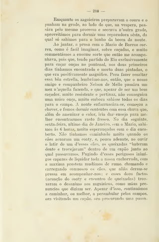 — 210 —
Emquanto os zagaieiros preparavam o couro e o
punham na grade, ao lado do que, na véspera, pas-
sara pelo mesmo processo e seccava n 'outra grade,
aproveitámos para dormir uma reparadora sesta, da
qual só sabimos para o banho da bocca da noute.
Ao jantar, a prosa com o Mário de Barros cor-
reu, como é fácil imaginar, sobre caçadas, e muito
commentámos a enorme sorte que então me acompa-
nhava, pois que, tendo partido do Eio exclusivamente
para caçar onças no pantanal, nos dous primeiros
dias tínhamos encontrado e morto duas pintadas, o
que era positivamente magnifico. Para fazer resaltar
essa boa estrella, lembrámo-nos, então, que o nosso
amigo e companheiro Nelson de Mello passara um
mez n'aquella fazenda, e que, apezar de ser um bom
caçador, muito resistente e pertinaz, não conseguira
uma única onça, muito embora sahisse todos os dias
para o campo. A noute enfarruscára-se, começou a
chover, e fomos dormir contentes com essa chuva que,
além de amenizar o calor, iria dar' ensejo para me-
lhor encontrarmos rasto fresco. No dia seguinte,
sexta-feira, ultimo dia de Janeiro, í^em o Mário, sahi-
mos ás 6 horas, muito esperançados com o dia enco-
berto. Não tínhamos caminhado muito quando os
cães acuaram um coaty, e, pouco adeante, ao ouvir
o latir de um d 'esses cães, os queixadas "bateram
dente e troveja ram" dentro de um capão junto ao
qual passávamos. Fugindo d'esses perigosos inimi-
gos capazes de liquidar toda a nossa cachorrada, com
a máxima presteza mudámos de rumo, chamando e
carregando comnosco os cães, que aliás deram-se
pressa em acompanhar-nos ; e esses dous factos
(acuação do coaty e encontro de queixadas) trou-
xeram o desanimo aos zagaieiros, como maus pre-
núncios que diziam ser. Apezar d 'isso, continuámos
a caminhar, ou melhor, a perambular pelos campos,
ora visitando uni ca})ão. ora procurando nmn passn-
 