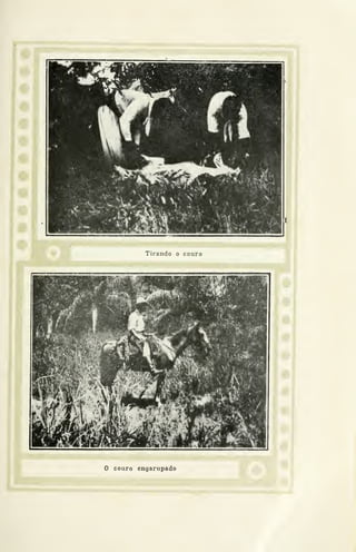 Tirando o couro
h
o couro engarupado
 