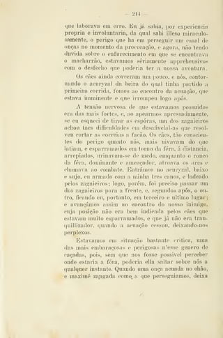 — 214 —
que laborava eiii erro. Eu já sabia, por experiência
própria e involuntária, da qual sahi illeso miraculo-
samente, o perigo que ha em perseguir um casal de
onças no momento da procreação, e agora, não "tendo
duvida sol}re o enfurecimento em que se encontrava
o macharrão, estávamos seriamente appreliensivos
com o desfecho que poderia ter a nossa aventura.
Os cães ainda correram um pouco, e nós, contor-
nando o acuryzal da beira do qual tinha partido a
primeira corrida, fomos ao encontro da acuação, que
estava imminente e que irrompeu logo após.
A tensão nervosa de que estávamos possuídos
era das mais fortes, e, ao apearmos apressadamente,
se eu esqueci de tirar as esporas, um dos zagaieiros
achou taes difficuldades em desaíivelal-as que resol-
veu cortar as correias a facão. Os cães, tão conscien-
tes do perigo quanto nós, mais uivavam do que
latiam, e esparramados em torno da fera, á distancia,
arrepiados, urinavam-se de medo, emquanto o ronco
da fera, dominante e ameaçador, atroava os ares e
chamava ao combate. Entrámos no acuryzal, baixo
e sujo, eu armado com a minha três canos, e ladeado
pelos zagaieiros; logo, porém, foi preciso passar um
dos zagaieiros para a frente, e, segundos após, o ou-
tro, ficando eu, portanto, em terceiro e ultimo lugar;
e avançámos assim ao encontro do nosso inimigo,
cuja posição não era bem indicada pelos cães que
estavam muito esparramados, e que já não era tran-
quillizador, quando a acuação cessou, deixando-nos
l)erplexos.
Estávamos em situação bastante critica, uma
das mais embaraçosas e perigosas n'esse género de
caçadas, pois, sem que nos fosse possível perceber
onde estaria a fera, poderia ella saltar sobre nós a
qualquer instante. Quando uma onça acuada no ohão,
e maxiraé zangada como. a que perseguíamos, deixa
 