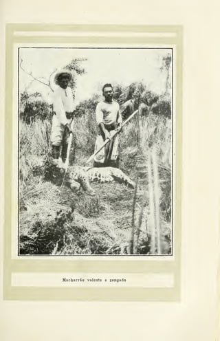 Macharrão valente e zangado
 