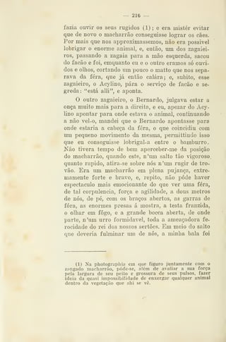 — 216 —
fazia ouvir os seus rugidos (1) ; e era mister evitar
que de novo o macliarrão conseguisse lograr os cães.
Por mais que nos approximassemos, não era possivel
lobrigar o enorme animal, e, então, um dos zagaiei-
ros, passando a zagaia para a mão esquerda, sacou
do facão e foi, emquanto eu e o outro éramos só ouvi-
dos e olhos, cortando um pouco o matto que nos sepa-
rava da fera, que já então calara; e, súbito, esse
zagaieiro, o Acylino, pára o serviço de facão e se-
greda: "está alli", e aponta.
O outro zagaieiro, o Bernardo, julgava estar a
onça muito mais para a direita, e eu, apezar do Acy-
lino apontar para onde estava o animal, continuando
a não vel-o, mandei que o Bernardo apontasse para
onde estaria a cabeça da fera, o que coincidiu com
um pequeno movimento da mesma, permittindo isso
que eu conseguisse lobrigal-a entre o bamburro.
í^ão tivera tempo de bem aperceber-me da posição
do macliarrão, quando este, n'um salto tão vigoroso,
quanto rápido, atira-se sobre nós n'um rugir de tro-
vão. Era lun macharrão em plena pujança, extre-
mamente forte e bravo, e, repito, não pôde haver
espectáculo mais emocionante do que ver uma fera,
de tal corpulência, força e agilidade, a dous metros
de nós, de pé, com os braços abertos, as garras de
fora, as enormes presas á mostra, a testa franzida,
o olhar em fogo, e a grande bocca aberta, de onde
parte, n'um urro formidável, toda a ameaçadora fe-
rocidade do rei dos nossos sertões. Em meio do salto
que deveria fulminar um de nós, a minha bala foi
(1) Na photographia em que figuro juntamente com o
znngado macharrão, póde-se, além de avaliar a sua força
pela largura de seu peito e grossura de seus pulsos, fazer
ideia da quasi impossibilidade de enxergar qualquer animal
dentro da vegetação que ahi se vê.
 