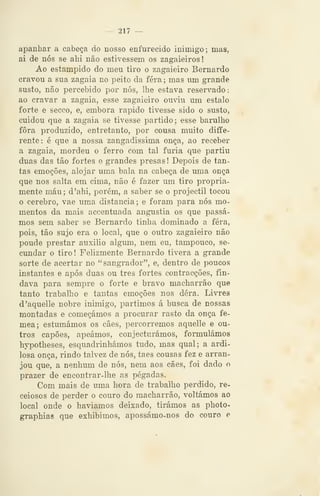 — 217 —
apanhar a cabeça do nosso enfurecido inimigo; mas,
ai de nós se ahi não estivessem os zagaieiros!
Ao estampido do meu tiro o zagaieiro Bernardo
cravou a sua zagaia no peito da fera ; mas um grande
susto, não percebido por nós, lhe estava reservado
ao cravar a zagaia, esse zagaieiro ouviu um estalo
forte e secco, e, embora rápido tivesse sido o susto,
cuidou que a zagaia se tivesse partido ; esse barulho
fora produzido, entretanto, por cousa muito diffe-
rente: é que a nossa zangadíssima onça, ao receber
a zagaia, mordeu o ferro com tal fúria que partiu
duas das tão fortes e grandes presas! Depois de tan-
tas emoções, alojar uma bala na cabeça de uma onça
que nos salta em cima, não é fazer um tiro propria-
mente máu; d'ahi, porém, a saber se o projéctil tocou
o cérebro, vae uma distancia; e foram para nós mo-
mentos da mais accentuada angustia os que passá-
mos sem saber se Bernardo tinha dominado a fera,
pois, tão sujo era o local, que o outro zagaieiro não
poude prestar auxilio algum, nem eu, tampouco, se-
cundar o tiro! Felizmente Bernardo tivera a grande
sorte de acertar no "sangrador", e, dentro de poucos
instantes e após duas ou três fortes contracções, fin-
dava para sempre o forte e bravo macharrão que
tanto trabalho e tantas emoções nos dera. Livres
d'aquelle nobre inimigo, partimos á busca de nossas
montadas e começámos a procurar rasto da onça fê-
mea; estumámos os cães, percorremos aquelle e ou-
tros capões, apeámos, conjecturámos, formulámos
hypotheses, esquadrinhámos tudo, mas qual; a ardi-
losa onça, rindo talvez de nós, taes cousas fez e arran-
jou que, a nenhum de nós, nem aos cães, foi dado o
prazer de encontrar-lhe as pegadas.
Com mais de uma hora de trabalho perdido, re-
ceiosos de perder o couro do macharrão, voltámos ao
local onde o havíamos deixado, tirámos as photo-
graphias que exhibimos, apossámo^nos do couro e
 