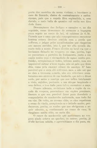 — 218 —
parte das costellas da nossa victima, e buscámos a
casa da fazenda, cheios de contentamento e enthu-
siasmo, pois que a caçada fora esplendida, e, sem
duvida, íi mais bella de quantas até então nos fora
dado fazer.
Descançámos das fadigas e emoções e, no dia
seguinte, como tivéssemos de arrumar a bagagem
para seguir no carro de boi, só sahimos ás 6.30.
Parecia que a onça que não conseguiramos encontrar
hontem estava deveras sentida com a perda que
soffrera, a julgar pelas manifestações que chegaram
aos nossos ouvidos, isto é, por ter ella urrado du-
rante toda a noute. Fcmos direito ao local em que a
haviamos deixado na véspera; os cã«s, porém, logo
ao passarmos a porteira do Isolamento, junto a um
capão muito sujo e eircumdado de aguas muito i)ro-
fundas, arrepiaram-se todos, latiram muito, mas era
impossível entrar n'esse capão, não só j^elo que íicou
dito, como pela enorme altura da macéga. E' bem
possivel que a onça abi estivesse, mas, a não ser que
os cães a tivessem acuado, não era criterioso aven-
turarmo-nos atravez de um banhado, que talvez desse
nado, por entre a macéga que nos tolhia totalmente
a vista, sujeitos, portanto, a um ataque inopinado e
sem defesa, e isso tudo para talvez encontrar a onça.
Fomos adeante, revirámos todo o capão da ca-
çada da véspera, procurámos em capões próximos,
fizemos o cpie era possivel fazer para descobrir a
companheira do macharrão malcreado, mas tudo foi
em vão. De volta, no mesmo sitio, os cães repetiram
a scena da vinda, arrepiando-se e latindo muito ;
per-
duravam, porém, as razões que nos obrigaram a se-
guir adeante, e, continuando no rumo de casa, lá
chegámos muito cedo, ao meio dia.
O couro do macharrão que matáramos na vés-
pera ainda estava no quadro; os outros, porém, já
d'elle haviam sabido, e aproveitámos o dia para, en-
 