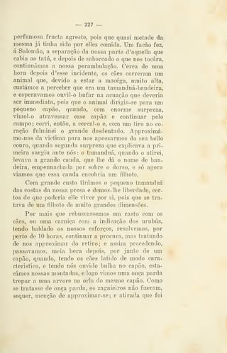 — 227 —
perfumosa frueta agreste, pois que quasi metade da
mesma já tinha sido por elles comida. Um facão fez,
á Salomão, a separação da nossa parte d'aquella que
cabia ao tatu, e depois de saboreado o que nos tocara,
continuámos a nossa perambulação. Cerca de uma
liora depois d 'esse incidente, os cães correram um
animal que, devido a estar a macéga, muito alta,
custámos a perceber que era um tamanduá-bandeira,
€ esperávamos ouvil-o bufar na acuação que deveria
ser immediata, pois que o animal dirigia-se para um
pequeno capão, quando, com enorme surpreza,
vimol-o atravessar esse capão e continuar pelo
campo ; corri, então, a cercal-o e, com um tiro no co-
ração fulminei o grande desdentado. Approximá-
mo-nos da victima para nos apossarmos do seu bello
couro, quando segunda surpreza que explicava a pri-
meira surgiu ante nós: o tamanduá, quando o atirei,
levava a grande cauda, que lhe dá o nome de ban-
deira, empennachada por sobre o dorso, e só agora
"aamos que essa cauda encobria um filhote.
Com grande custo tirámos o pequeno tamanduá
das costas da nossa presa e demos-lhe liberdade, cer-
tos de que poderia elle viver por si, pois que se tra-
tava de um filhote de muito grandes dimensões.
Por mais que rebuscássemos um rasto com os
cães, ou uma carniça com a indicação dos urubus,
tendo baldado os nossos esforços, resolvemos, por
perto de 10 horas, continuar a procura, mas tratando
de nos approximar do retiro; e assim procedendo,
passávamos, meia hora depois, por junto de um
capão, quando, tendo os cães latido de modo cara-
cterístico, e tendo nós ouvido bulha no capão, esta-
cámos nossas montadas, e logo vimos uma onça parda
trepar a uma arvore na orla do mesmo capão. Como
se tratasse de onça parda, os zagaieiros não fizeram,
sequer, menção de approximar-se;e atirada que foi
 