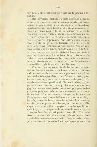 — 228 —
por mim a onça, verificámos o seu muito pequeno ta-
manho.
Mal haviamos montado e logo ouvimos acuaçãa.
no meio do capão ; e como a oncinha morta estivesse,
talvez, acompanhada pela respectiva progenitora,
imaginámos que essa fosse a que então acuavam os
cães. Corremos para o local da acuação, e lá ainda
não chegáramos, quando alguns cães latiam empo-
leirando outra onça; e chegando ao local para onde
nos dirigíamos, deparámos com outra oncinha, que
teve a sorte da primeira. Dirigimo-nos em seguida
para a terceira acuação, certos, d 'esta vez, de que
seria a mãe das oncinhas, quando ouvimos dous tiros
de revólver, de um dos zagaieiros; forçámos mais o
passo e, chegando emfim ao local da terceira acuaçaa
e dos tiros, encontrámos, tal como não prevíamos,
uma terceira oncinha, que veio juntar-se ás primeiras
e permittir a photographia que tiramos.
Continuando no propósito de trazer ao Rio, para
que se fizesse uma ideia do tamanho de um cachaço
e da espessura de "seu couro no pescoço e espáduas,
era minha intenção atirar um d 'esses animaes, para
trazer o couro ; e como estivesse marcada para o dia
seguinte a nossa partida de Tarumã, vinha agora
pensando em executar esse projecto, embora o meu
physico protestasse contra esse ou qualquer outro
projecto, pois que, subitamente, começava a não sen-
tir-me bem. Continuávamos a viagem e, tal como se
fosse encommendado, avistámos um enorme cachaço,
isolado, a uns cento e cincoenta metros ãe distancia;
os cães, assim que o perceberam, correram para elle,
e querendo aproveitar a pequena marcha que levava
o cachaço, marcha que seria accelerada com a appro-
ximação dos cães, deixei partir o meu tiro. Com esse
tiro e a perseguição dos cães o cachaço desenvolveu
a velocidade máxima e, no meio d 'essa carreira, alve-
jei-o novamente; o animal não se deteve e, como se
 