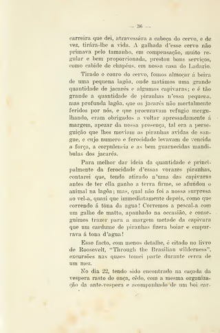 — 3fi —
carreira que dei, atravessara a cabeça do cervo, e de
-ez, tirára-lhe a ^-ida. A galhada d 'esse cervo não
primava pelo tamanho, em compensação, muito re-
gular e bem proporcionada, prestou bons serviços,
como cabide de chapéus, em nossa casa do Ladario.
Tirado o couro do cervo, fomos almoçar á beira
de mna pequena lagoa, onde matámos uma grande
quantidade de jacarés e algumas capivaras; e é tão
grande a quantidade de piranhas n'essa pequena,
mas profunda lagoa, que os jacarés não mortalmente
feridos por nós, e que procuravam refugio mergu-
lhando, eram obrigados a voltar apressadamente á
margem, apezar da nossa presença, tal era a perse-
guição que lhes mo'iam as piranhas ávidas de san-
gue, e cujo numero e ferocidade levavam de vencida
a força, a corpulência e as bem guarnecidas mandí-
bulas dos jacarés.
Para melhor dar ideia da quantidade é piinci-
palmente da ferocidade d 'essas vorazes piranhas,
contarei que, tendo atirado n'uma das capivaras
antes de ter ella ganho a terra íinne, se afundou o
animal na lagoa; mas, qual não foi a nossa surpresa
ao vel-a, quasi que immediatamentô depois, como que
correndo á tona da agua! Corremos a pescal-a com
um galho de matto, apanhado na occasião, e conse-
guimos trazer para a margem metade da capivara
que um cardume de piranhas íizera boiar e empur-
rava á tona d 'agua!
Esse facto, com menos detalhe, é citado no livro
de Roosevelt, "Through the Brasihau wilderness",
excursões nas quaes tomei })arte durante cerca de
um mez.
No dia 22, tendo sido encontrado na caçada da
véspera rasto de onça, cedo, com a mesma organiza-
çáo da ante-vespera e acompanhado do um boi car-
 