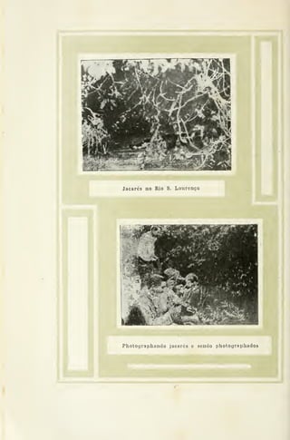 Jacarés no Rio S, Lourenço
Photographando jacarés e sendo photographados
 