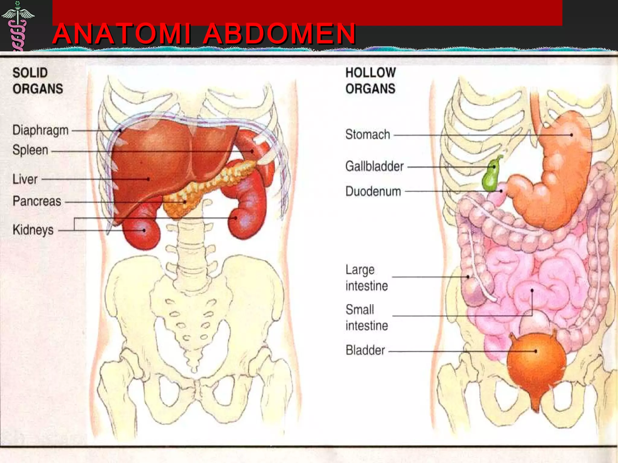 ANATOMI ABDOMENANATOMI ABDOMEN
 