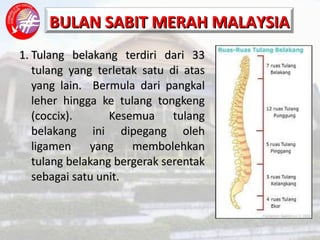 1. Tulang belakang terdiri dari 33 tulang yang terletak satu di atas yang lain.  Bermula dari pangkal leher hingga ke tulang tongkeng (coccix).  Kesemua tulang belakang ini dipegang oleh ligamen yang membolehkan tulang belakang bergerak serentak sebagai satu unit. 