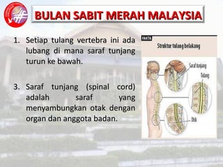 Setiap tulang vertebra ini ada lubang di mana saraf tunjang turun ke bawah. Saraf tunjang (spinal cord) adalah saraf yang menyambungkan otak dengan organ dan anggota badan. 