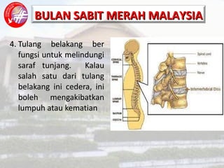 4. Tulang belakang ber fungsi untuk melindungi saraf tunjang.  Kalau salah satu dari tulang belakang ini cedera, ini boleh mengakibatkan lumpuh atau kematian 