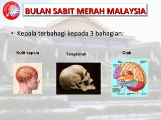 Kepala terbahagi kepada 3 bahagian: Kulit kepala Tengkorak Otak   