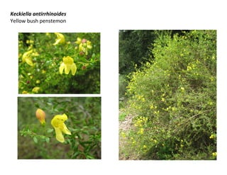 Keckiella antirrhinoides
Yellow bush penstemon

 