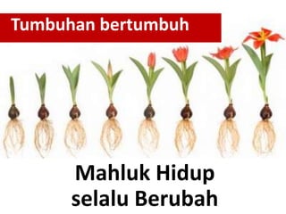 Mahluk Hidup
selalu Berubah
Tumbuhan bertumbuh
 