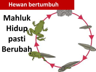 Mahluk
Hidup
pasti
Berubah
Hewan bertumbuh
 