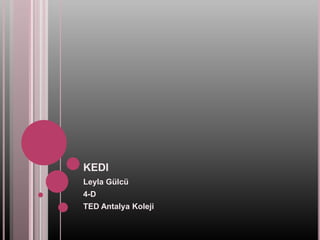 kedi Leyla Gülcü 4-D TED Antalya Koleji 