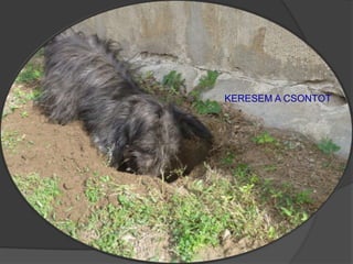 KERESEM A CSONTOT
 