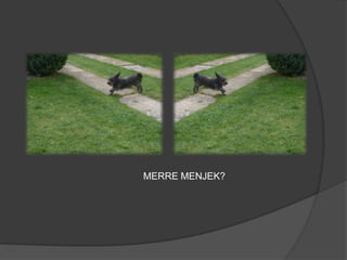 MERRE MENJEK?
 