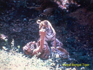 Royal Bengal Tiger
 