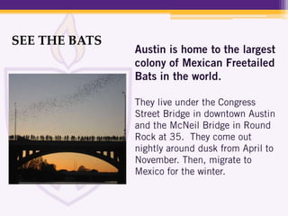 SEE THE BATS
 