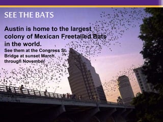 SEE THE BATS
Austin is home to the largest
colony of Mexican Freetailed Bats
in the world.
See them at the Congress St.
Bridge at sunset March
through November
 