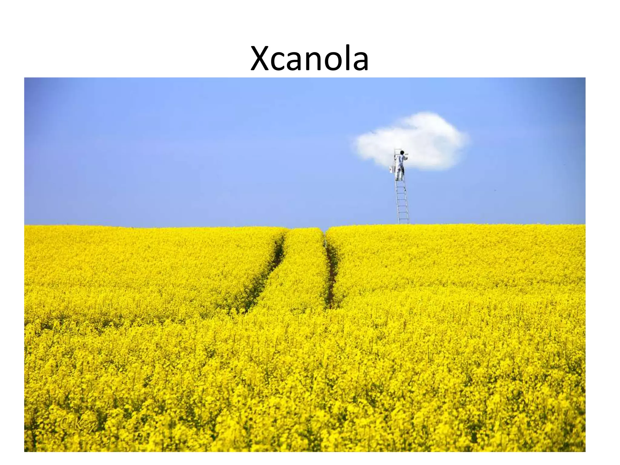 Xcanola

 