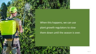 Page 17
When this happens, we can use
plant growth regulators to slow
them down until the season is over.
 