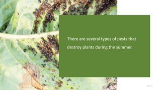 Page 19
There are several types of pests that
destroy plants during the summer.
 