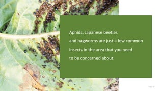 Page 20
Aphids, Japanese beetles
and bagworms are just a few common
insects in the area that you need
to be concerned about.
 