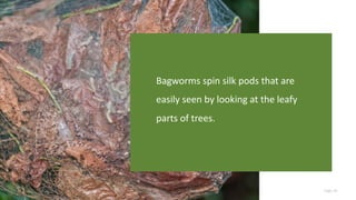 Page 24
Bagworms spin silk pods that are
easily seen by looking at the leafy
parts of trees.
 