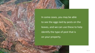 Page 25
In some cases, you may be able
to see the eggs laid by pests on the
leaves, and we can use these to help
identify the type of pest that is
on your property.
 