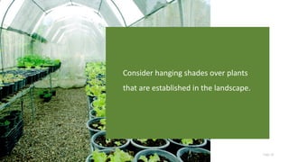 Page 28
Consider hanging shades over plants
that are established in the landscape.
 