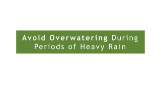 Avoid Overwatering During
Periods of Heavy Rain
 