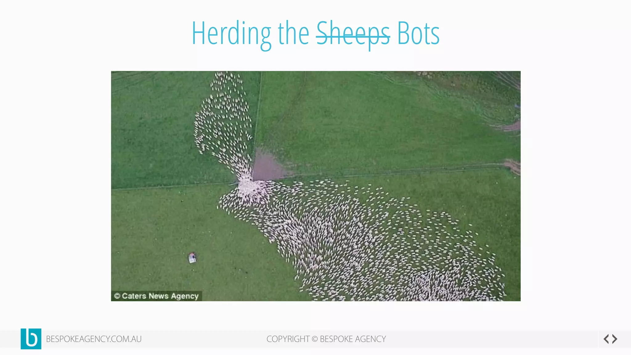 Herding the Sheeps Bots
 