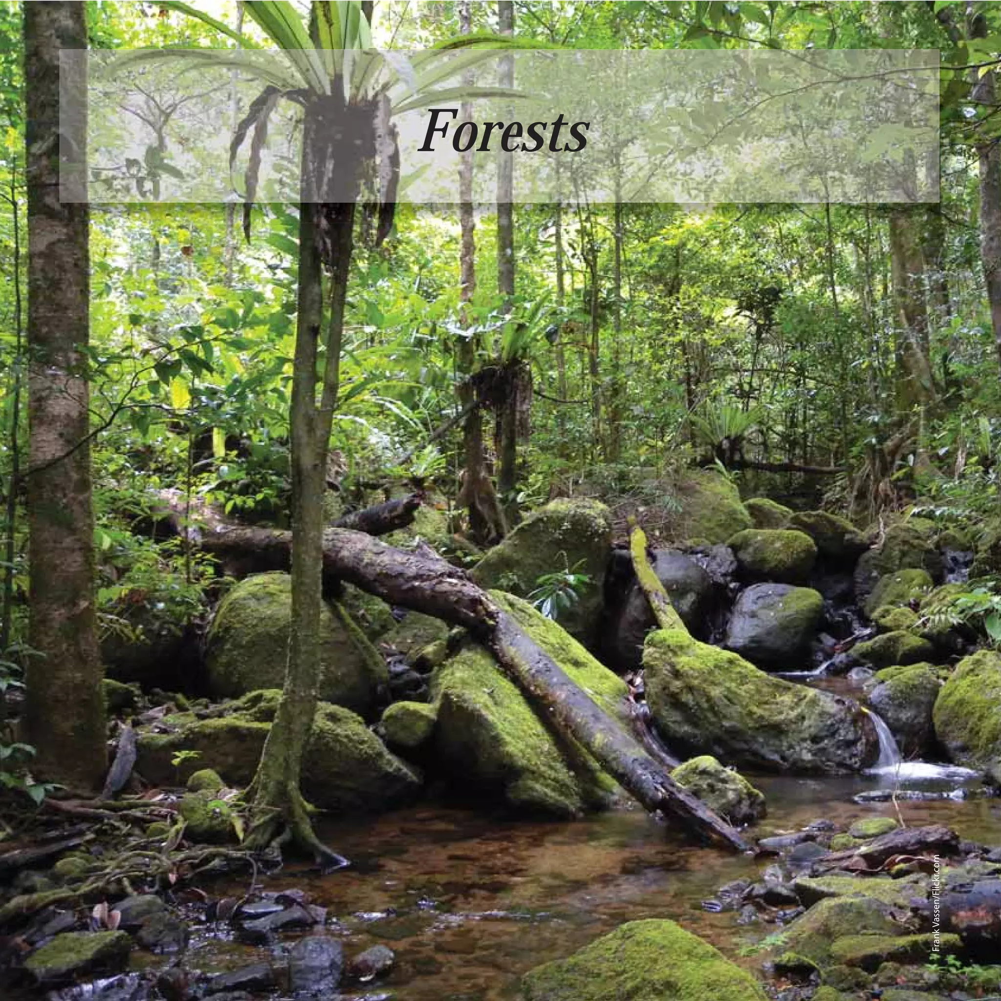 36
                               Forests




     Frank Vassen/Flickr.com
 