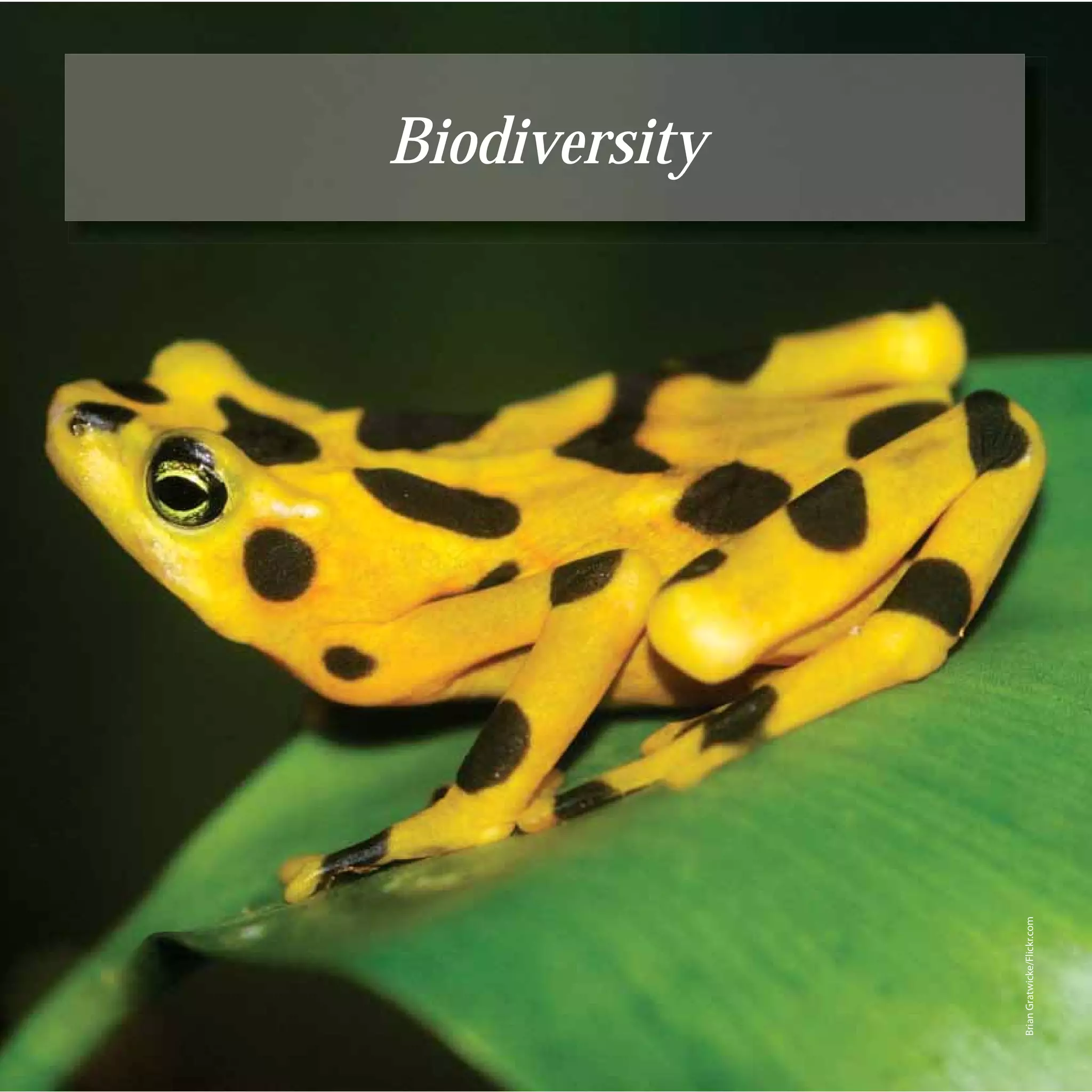 44
                                  Biodiversity




     Brian Gratwicke/Flickr.com
 