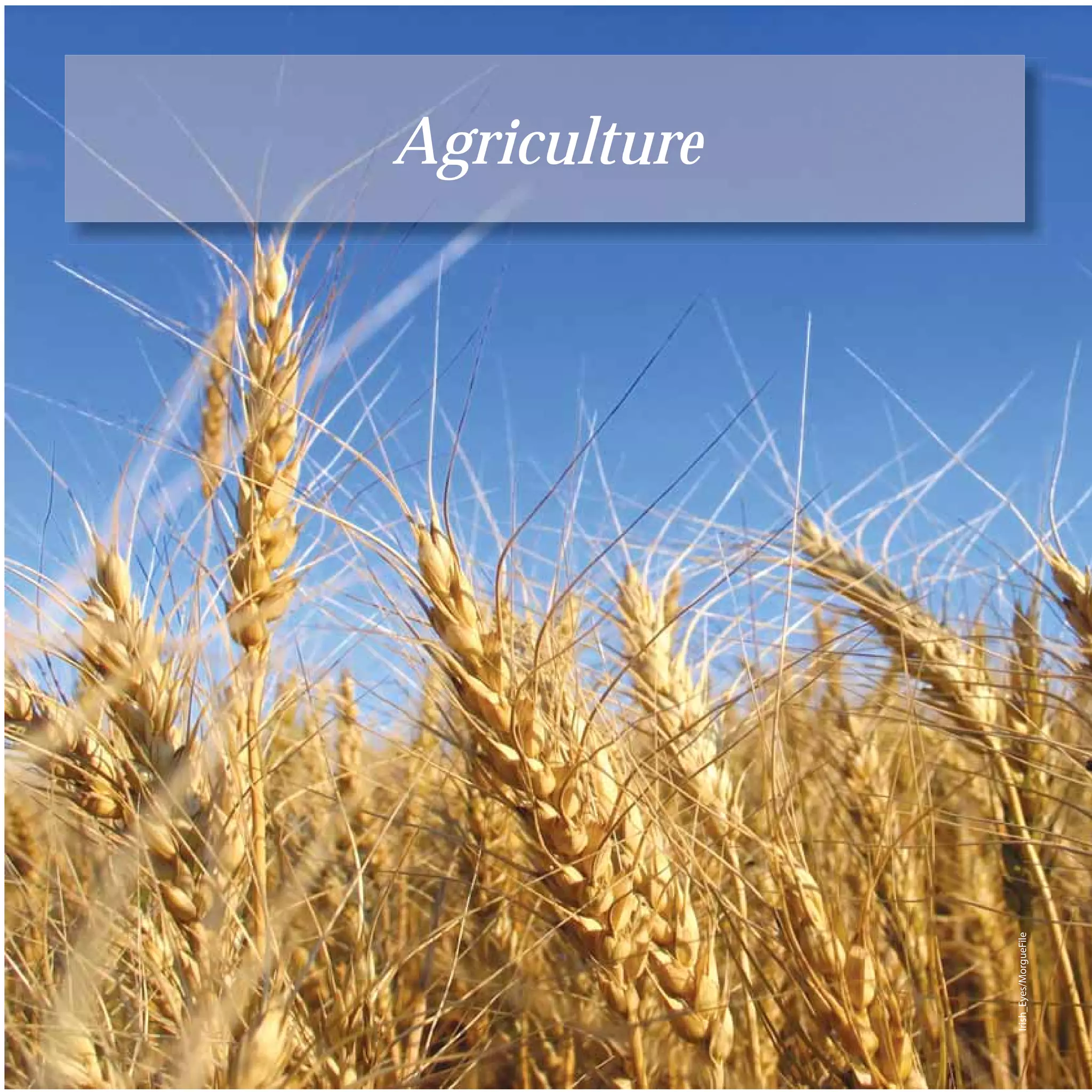 60
                             Agriculture




     Irish_Eyes/MorgueFile
 